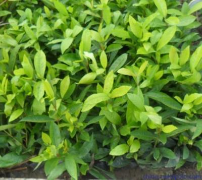 供應東莞園林公司長期供應苗木圖片,供應東莞園林公司長期供應苗木圖片大全,廣東華美霖園林實業-