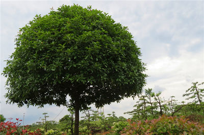 桂花03江西吉安精品苗木,工程苗木-江西井岡園林實業發展商鋪供應列表-第1頁