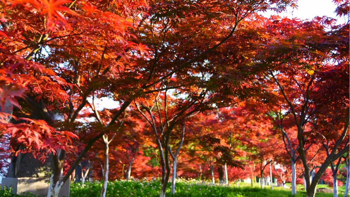 常見園林綠化樹種你都認識哪些?-廣東田野風實業