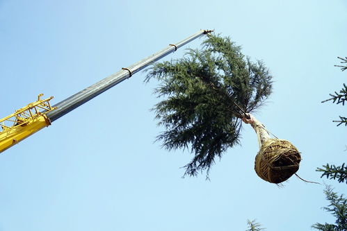 實(shí)業(yè)公司海奧園林公司多措并舉 為新機(jī)場建設(shè)添磚加瓦 &ndash;