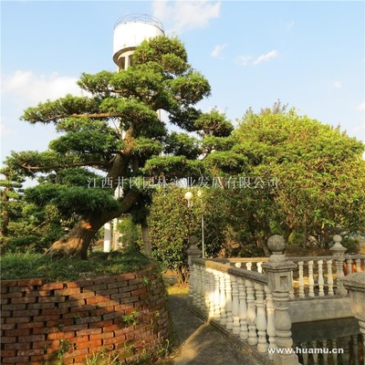 【羅漢松供應|精品苗木、工程苗木江西井岡園林實業(yè)發(fā)展商鋪