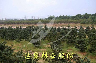 直生五針松|直生五針松價格-江西遠泉實業(yè)集團公司-中華園林網(wǎng)